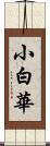 小白華 Scroll