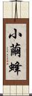 小繭蜂 Scroll