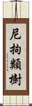 尼拘類樹 Scroll