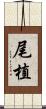 尾植 Scroll