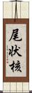 尾状核 Scroll