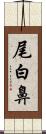 尾白鼻 Scroll