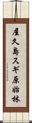 屋久島スギ原始林 Scroll