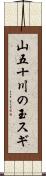 山五十川の玉スギ Scroll