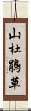 山杜鵑草 Scroll