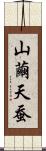 山繭 Scroll