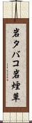 岩タバコ Scroll