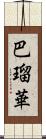 巴瑠華 Scroll