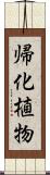 帰化植物 Scroll