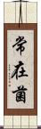 常在菌 Scroll