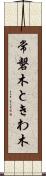 常磐木 Scroll