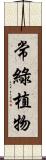 常綠植物 Scroll