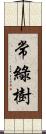 常綠樹 Scroll