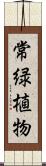 常緑植物 Scroll