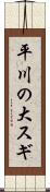 平川の大スギ Scroll
