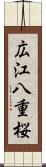 広江八重桜 Scroll