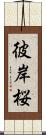 彼岸桜 Scroll