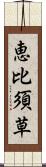 恵比須草 Scroll