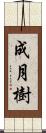 成月樹 Scroll
