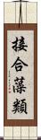 接合藻類 Scroll