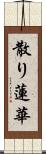 散り蓮華 Scroll