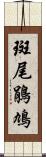 斑尾鵑鳩 Scroll