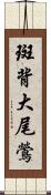 斑背大尾鶯 Scroll