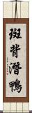 斑背潛鴨 Scroll