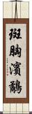 斑胸濱鷸 Scroll