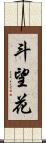 斗望花 Scroll