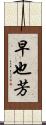早也芳 Scroll
