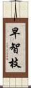 早智枝 Scroll
