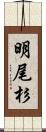 明尾杉 Scroll