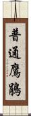 普通鷹鵑 Scroll