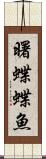 曙蝶蝶魚 Scroll