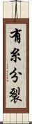 有糸分裂 Scroll