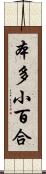 本多小百合 Scroll