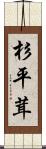 杉平茸 Scroll