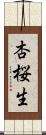 杏桜生 Scroll
