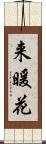 来暖花 Scroll