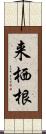 来栖根 Scroll