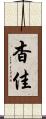 杳佳 Scroll