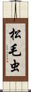 松毛虫 Scroll