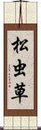 松虫草 Scroll