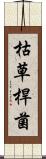 枯草桿菌 Scroll