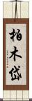 柏木岱 Scroll