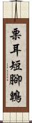 栗耳短腳鵯 Scroll