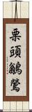 栗頭鶲鶯 Scroll