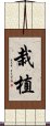 栽植 Scroll
