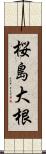 桜島大根 Scroll